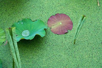 米津玄师《最终幻想16》主题曲MV发布 场景宏大壮观